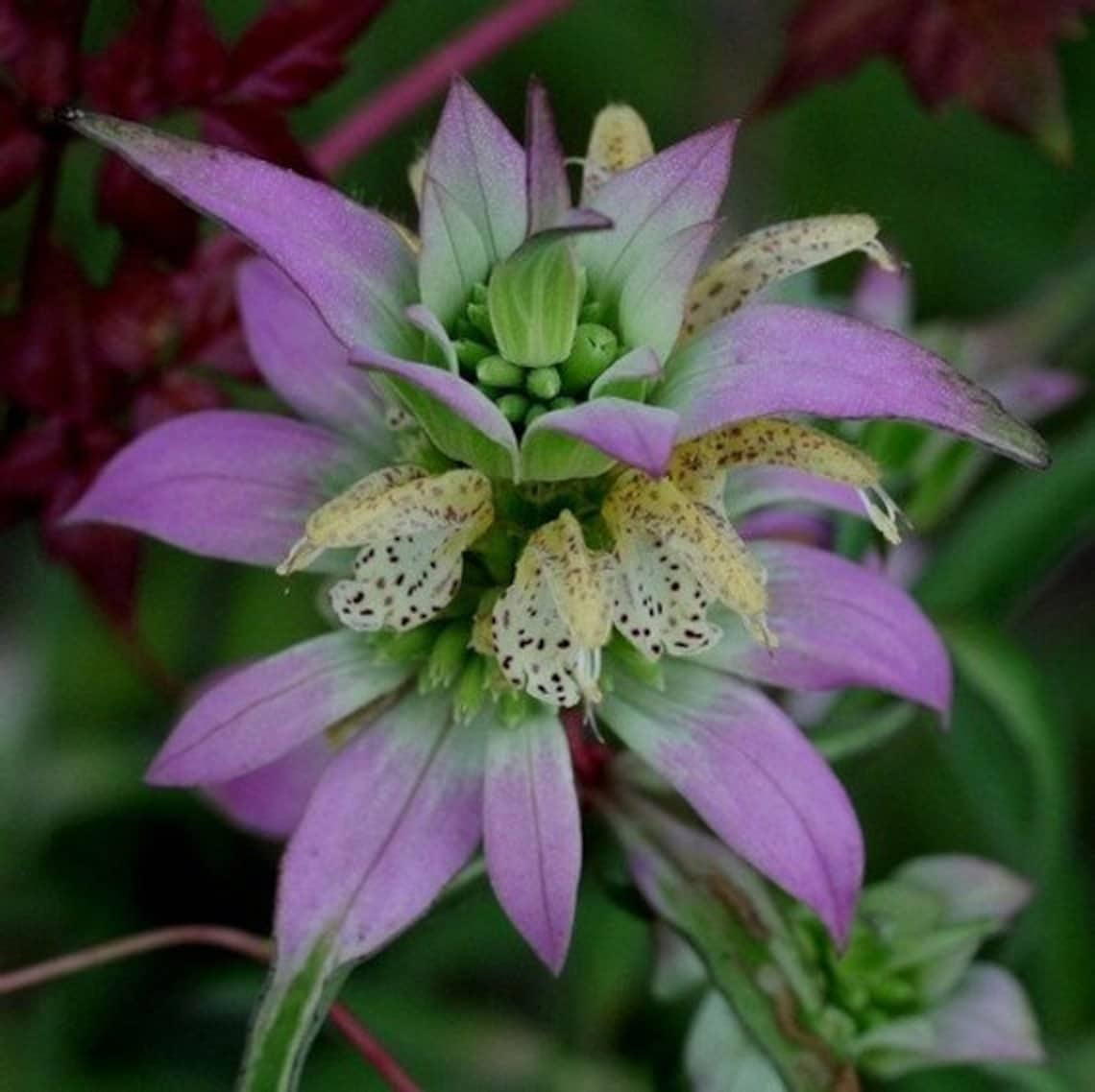 Spotted Flower