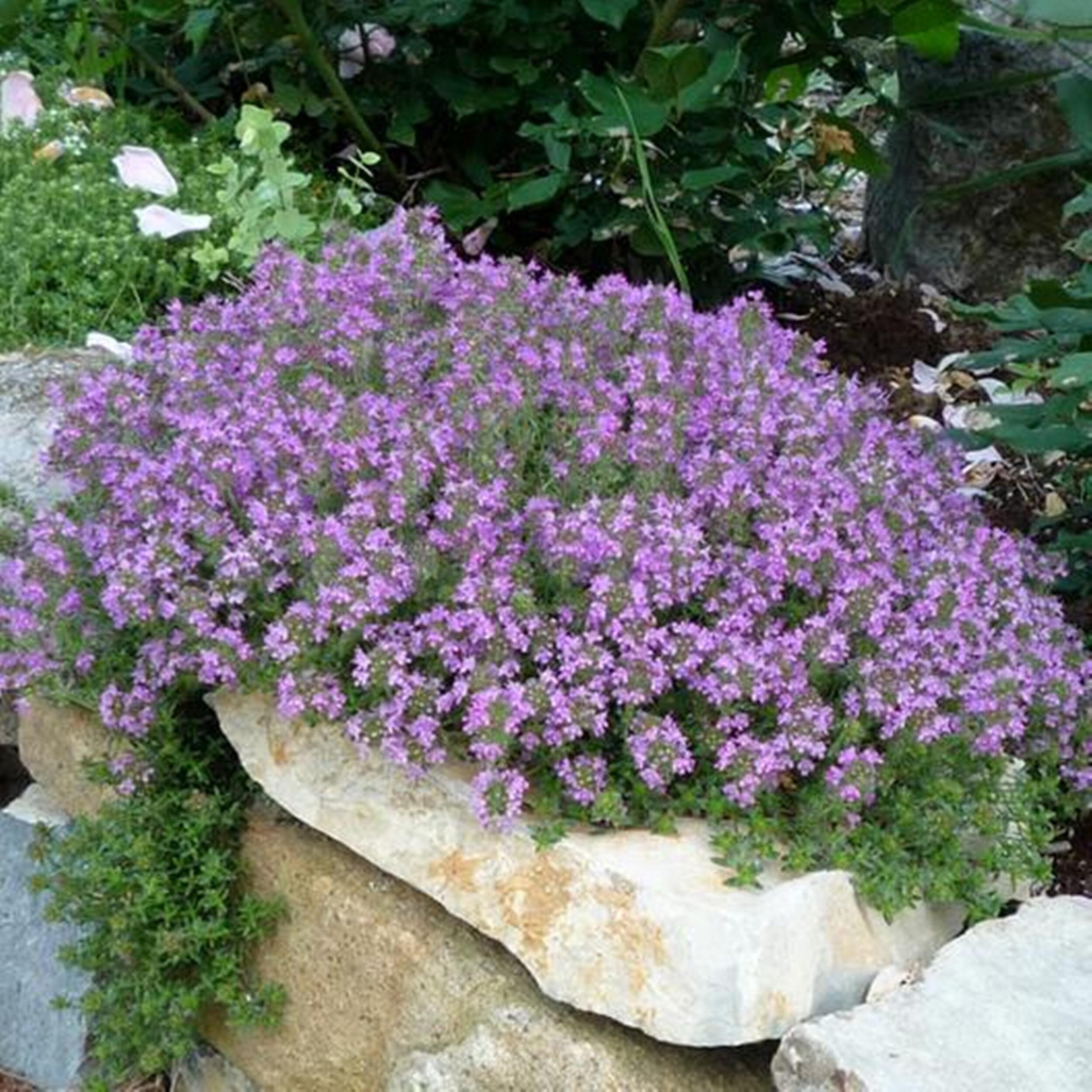 Seeds by Greenlane Gardens Herb of Courage Perennial It Makes for Excellent Coverage and so Easy for Rock Garden Sold and Shipped Within Canada Organic Creeping Thyme Herb 100 Seeds by Greenlane Gardens Herb of Courage Perennial It Makes for Excellent Coverage and so Easy for Rock Garden Sold and Shipped Within Canada Organic Creeping Thyme Herb 100