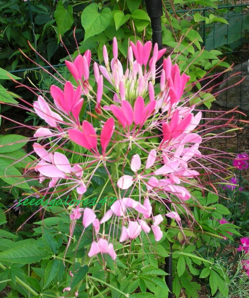 Cleome Spider Plant Rose Queen 25 Seeds Cleome Hassleriana