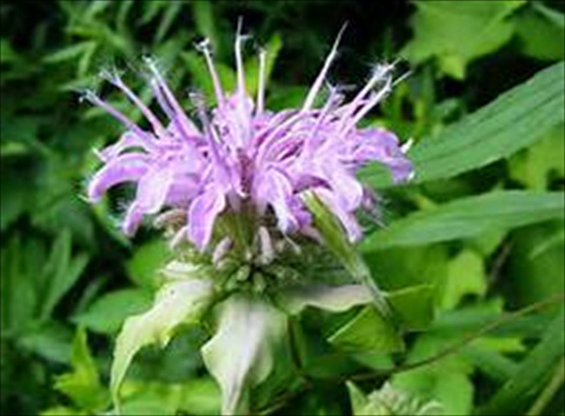MintLeaf Bee Balm Herb 25 Seeds Deer Resistant Perennial MintLeaf Bee Balm Herb 25 Seeds Deer Resistant Perennial