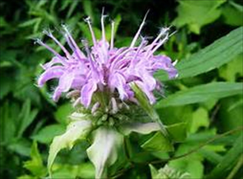 Mint Leaf Bee Balm Herb 25 Seeds Deer Resistant Perennial Etsy