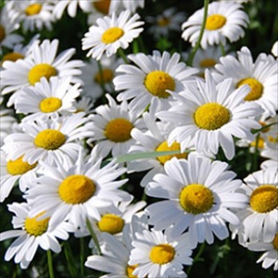 Chrysanthemum White Crazy Daisy Flower Seeds 50 Perennial Ox Eye Daisy