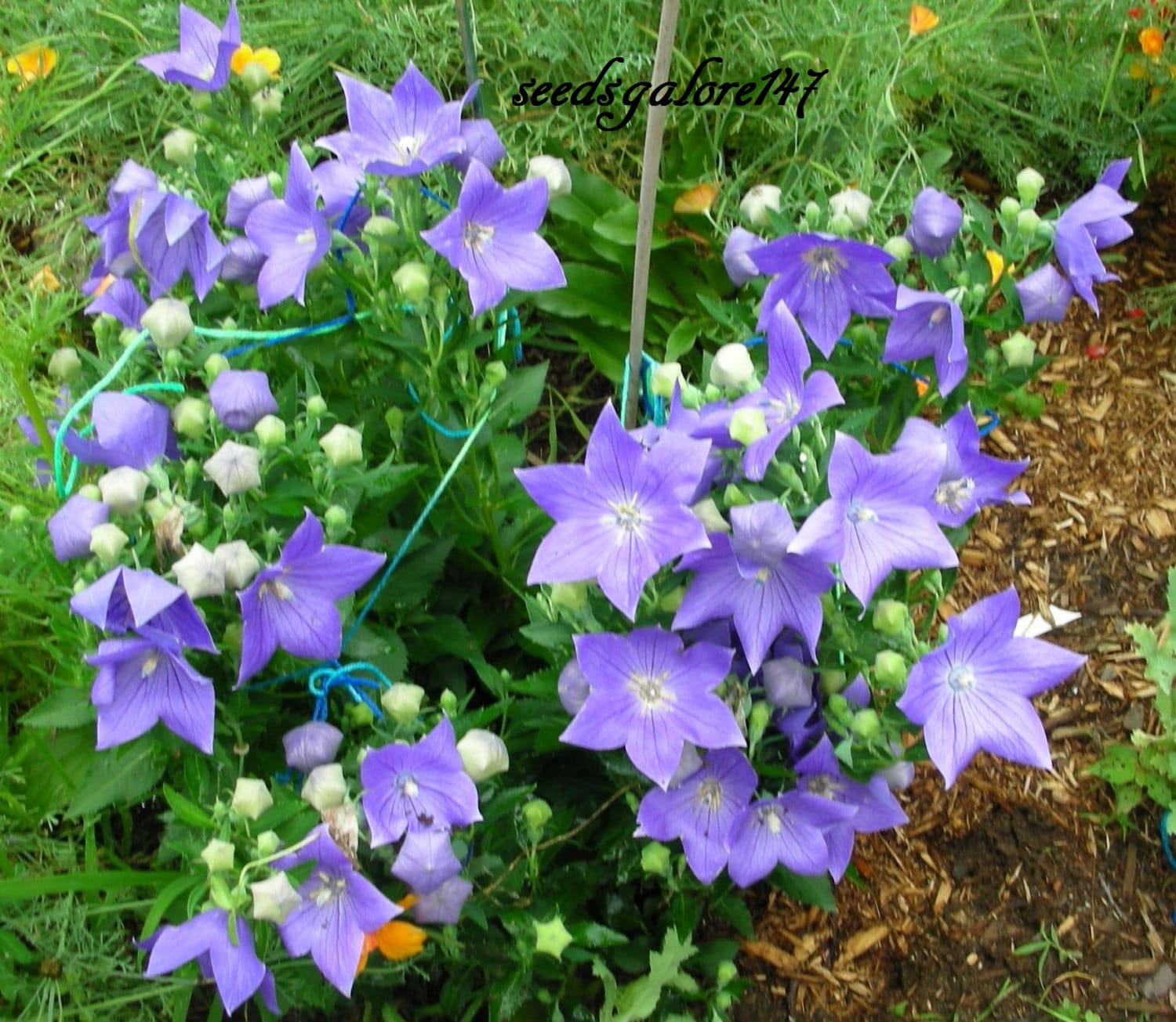 Balloon Flower Blue 25 Seeds Perennial Heirloom Etsy