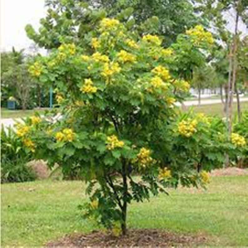 Ylang Ylang Tree Perfume Tree Seeds Fragrant Makes A Etsy