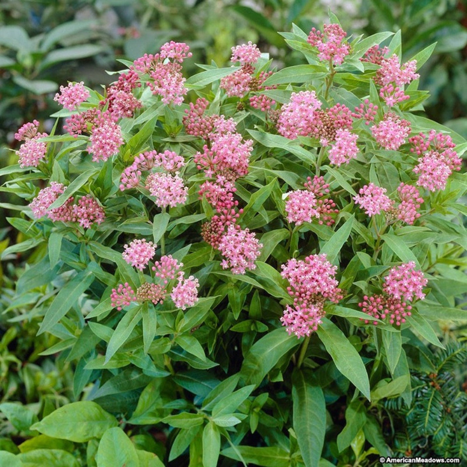 Butterfly Weed Cinderella Carmine Rose 25 Seeds...Vanilla | Etsy