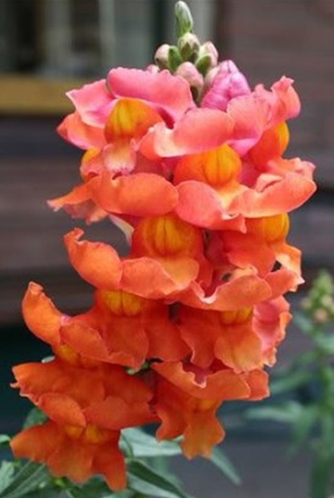 Snapdragon Orange Wonder 50 Seeds 36 Tall Etsy