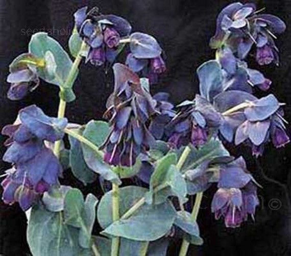 10 Seeds KIWI BLUE Honeywort Seeds Annual Flower Cerinthe