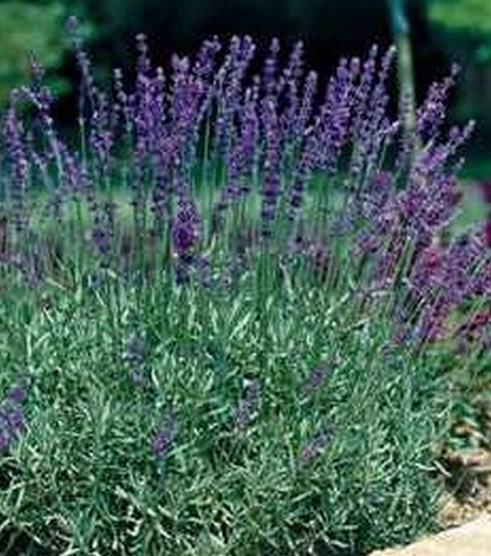 100 English Lavender Vera True 100 Seeds Perennial Etsy