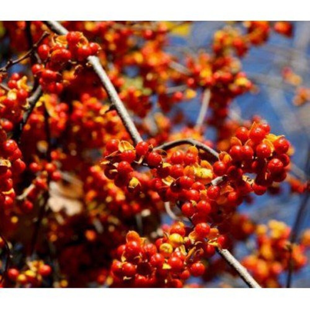 American Bittersweet Vine 10 Seeds Perennial Etsy