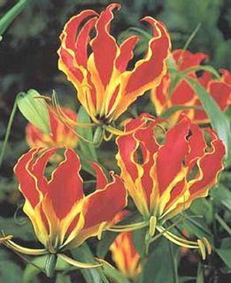 Glory Lily Vine /Flame Lily Seeds Perennial...Gloriosa | Etsy
