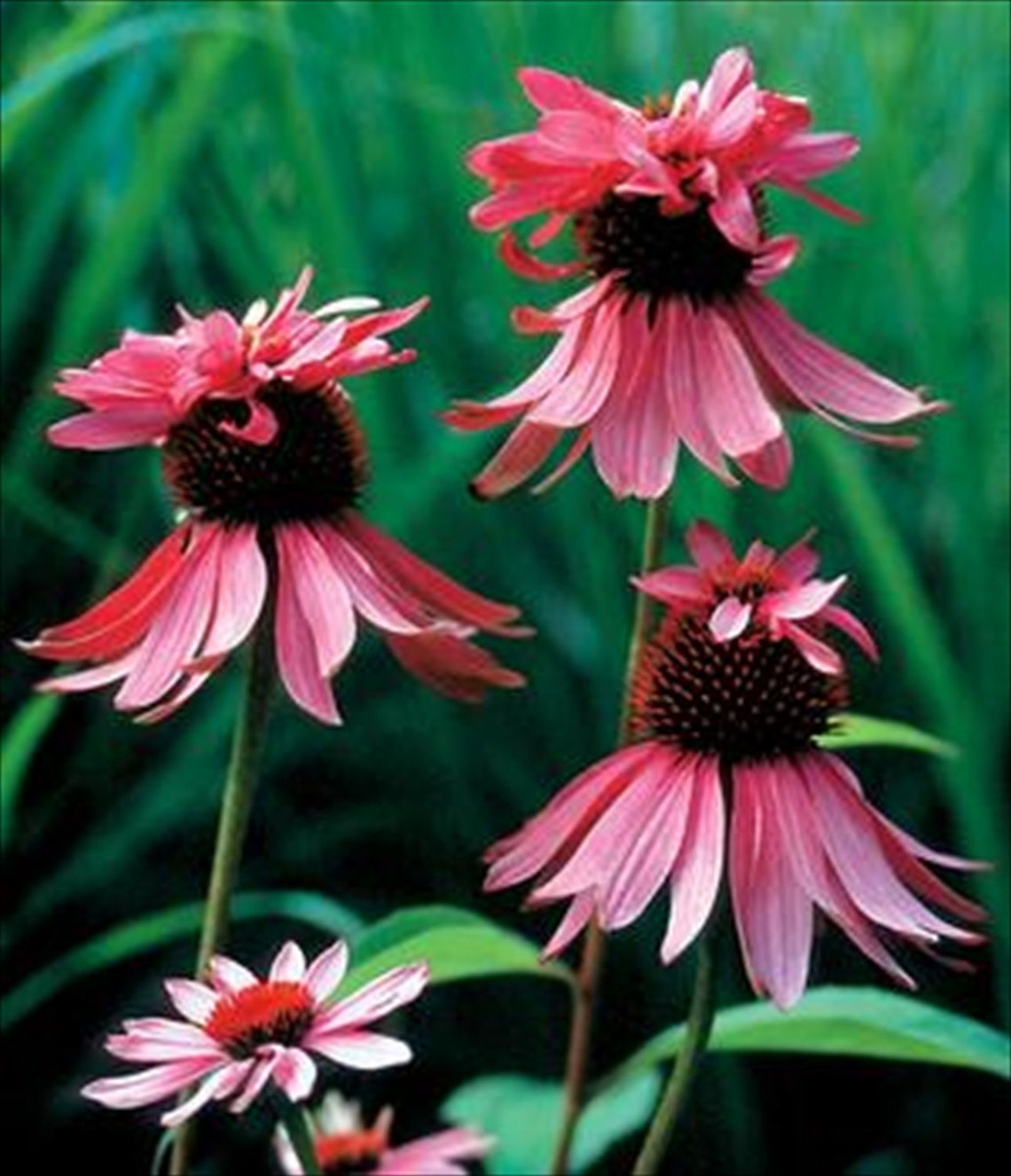 Echinacea Double Decker/Cone Flower Seeds Perennial Deer Etsy