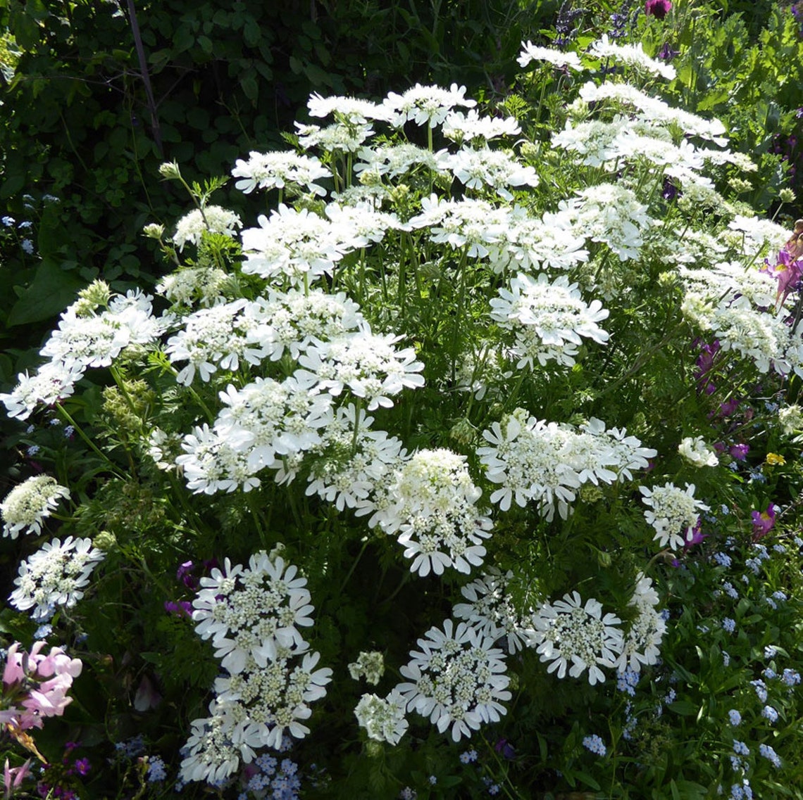 Orlaya Grandiflora White Finch/minoan Lace 10 Seeds great Etsy Australia