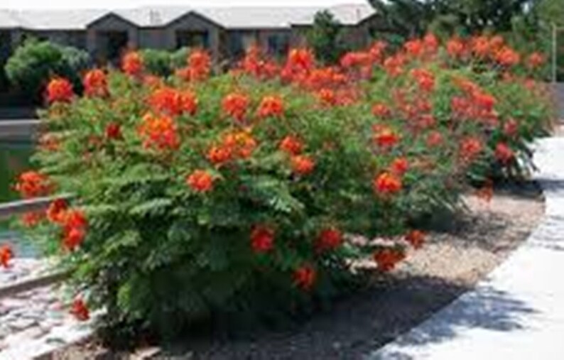 Red Mexican Bird of Paradise Seeds Perennial. Peacock | Etsy Buy Mexican Bird Of Paradise Plant