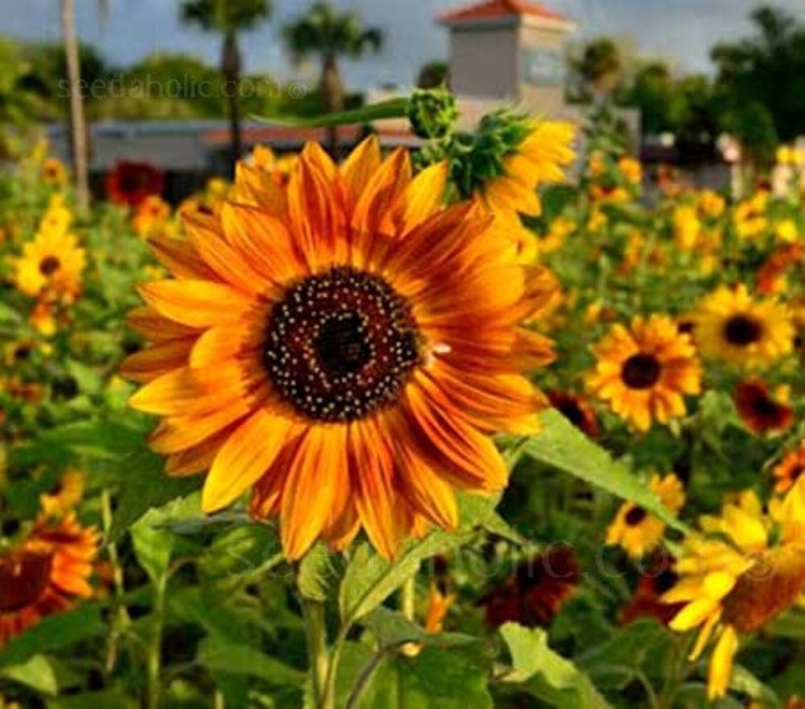 Sunflower Autumn Beauty Mix 35 Seeds....helianthus Annuus. Etsy