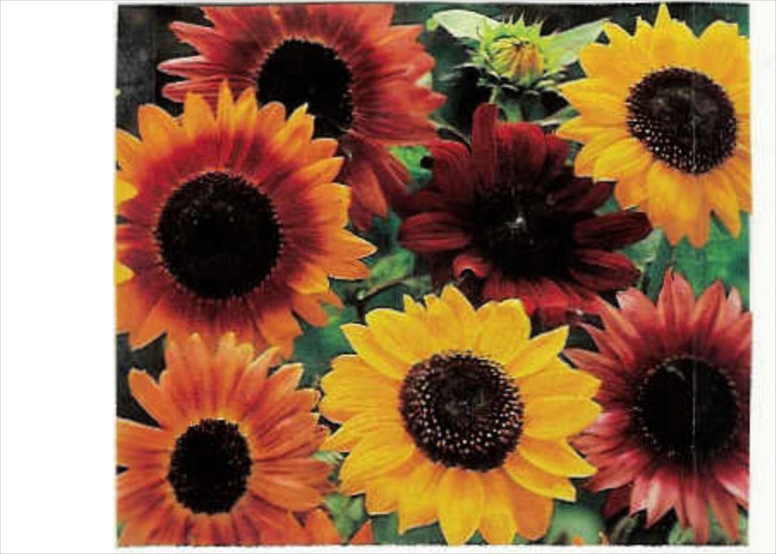 Sunflower Autumn Beauty Mix 35 Seeds....Helianthus Annuus. Etsy