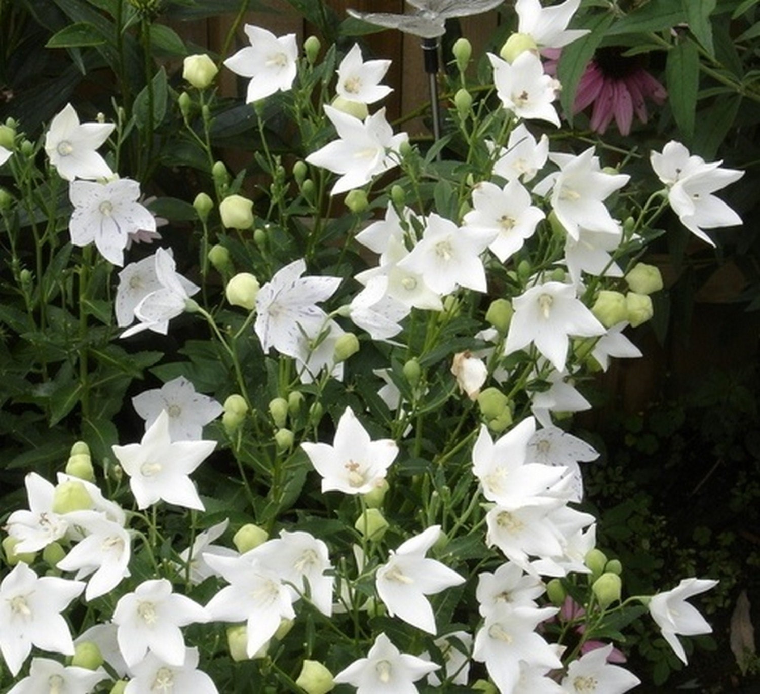 Balloon Flower White 25 Seeds Heirloom Perennial Etsy