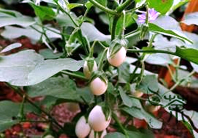 Ornamental Eggplant Edible 25 Seeds Solanum Etsy