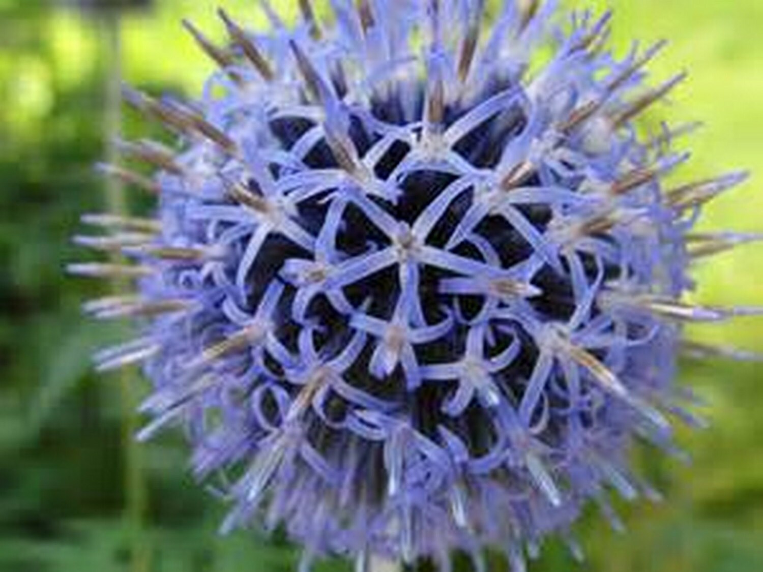Globe Thistle 25 Seeds Perennial Deer Resistant Etsy