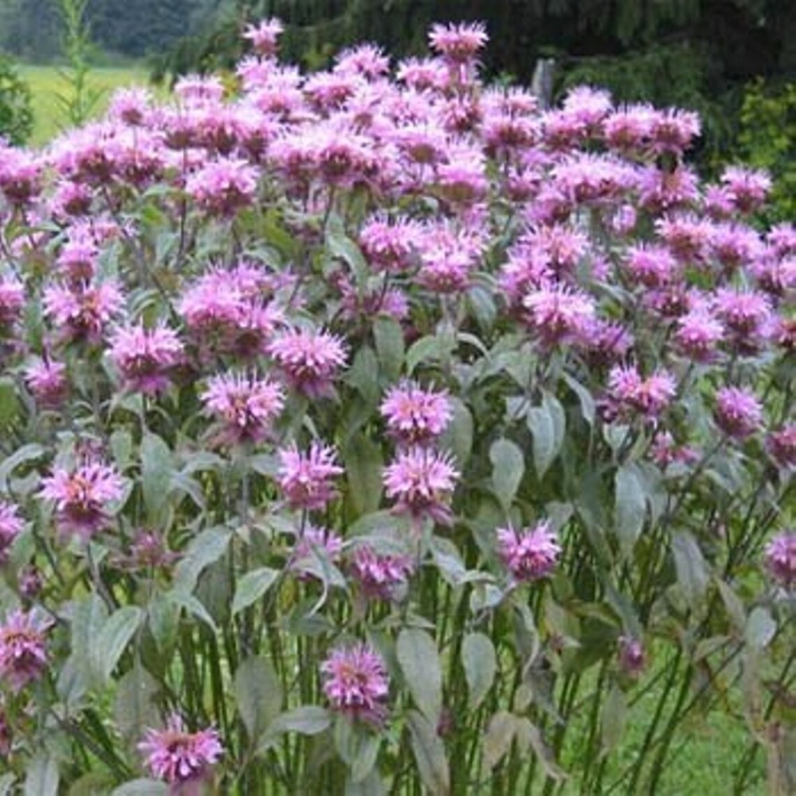 Mint Leaf Bee Balm Herb 25 Seeds Deer Resistant Perennial Mint Leaf Bee Balm Herb 25 Seeds Deer Resistant Perennial