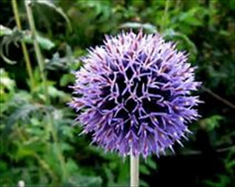 Globe Thistle 25 Seeds Perennial Deer Resistant Etsy