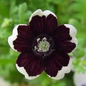 Nemophilia Penny Black/baby Black Eyes Gothic 100 Seeds - Etsy