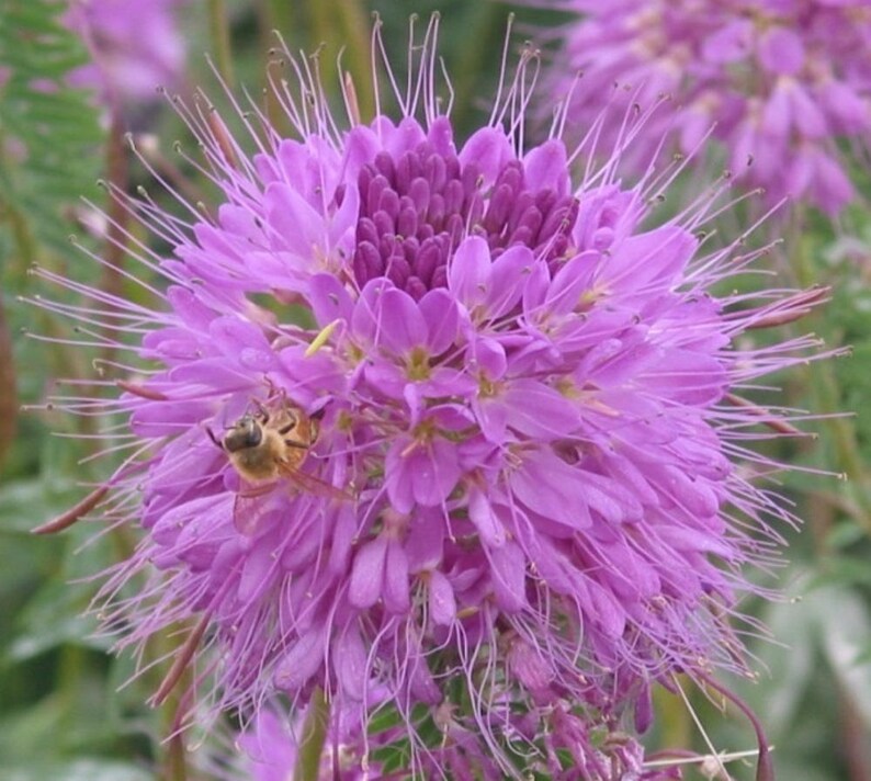 Rocky Mountain Bee Plant/Cleome 25 Seeds. Abundant Flowers