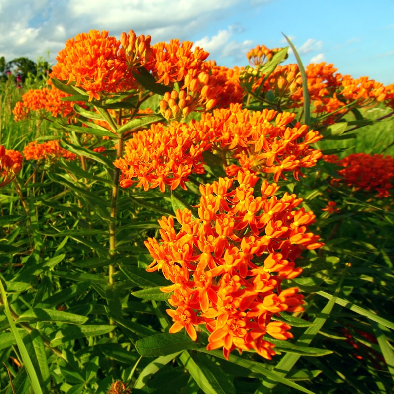 Butterfly Weed Orange/Milkweed 20 Seeds PerennialDeer Etsy
