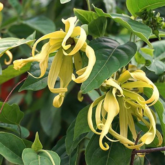 Ylang Ylang Tree Perfume Tree Seeds Fragrant Makes A Etsy