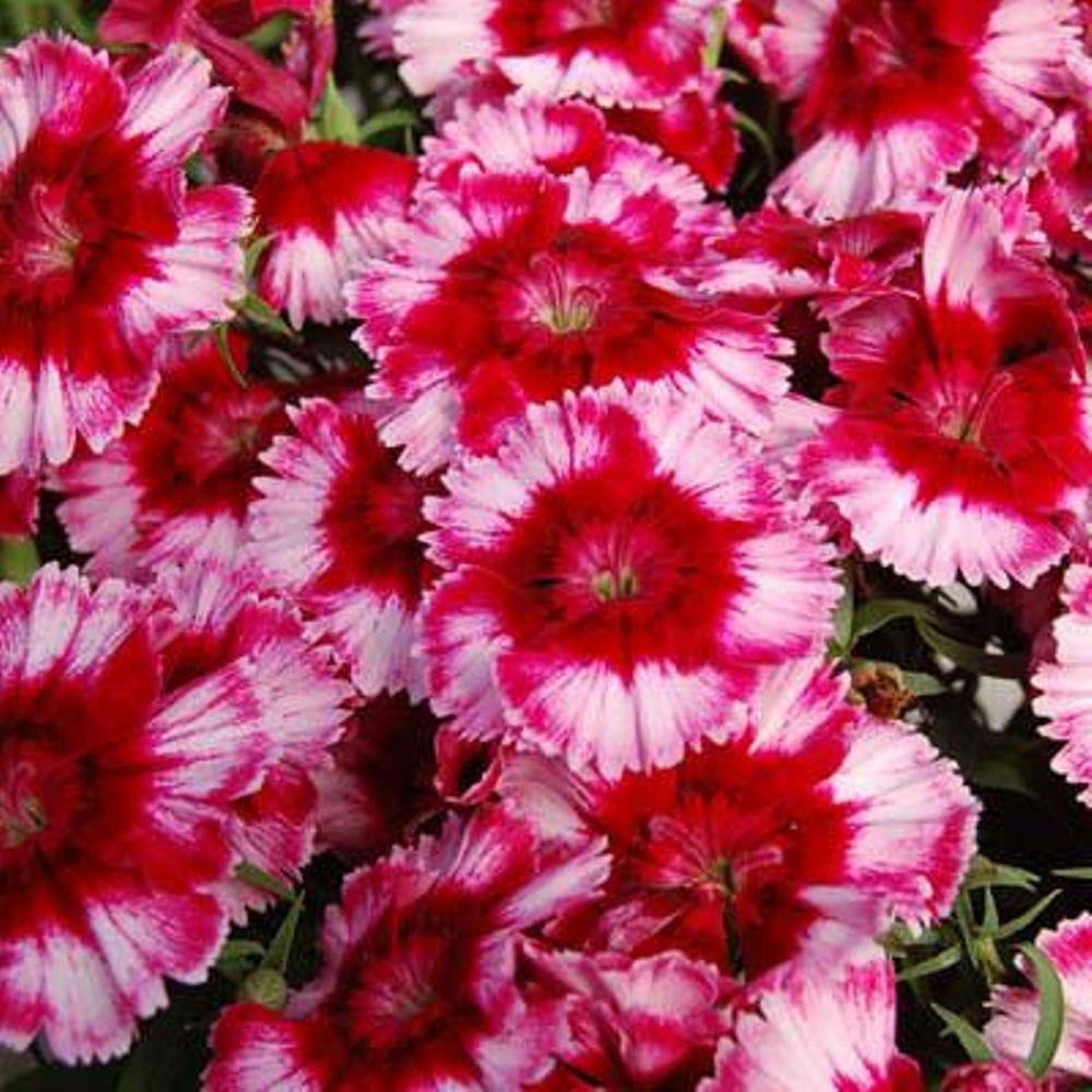 Гвоздика китайская микс. Гвоздика Dianthus Diana Mix. Гвоздика Picotee Mix. Гвоздика Скарлет.