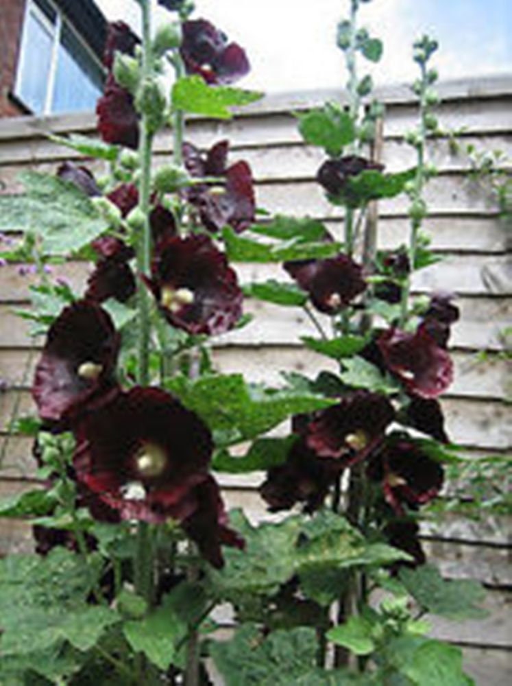 Hollyhock Nigra The Watchman Gothic 10 Seeds Perennial | Etsy