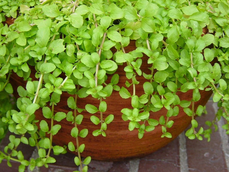 Pennyroyal 50 Seeds Perennial Heirloom Herb Keep Bugs Away Etsy