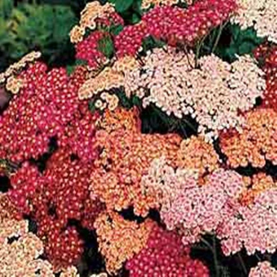Yarrow Summer Berries Mix 25 Seeds Everlasting Great Etsy