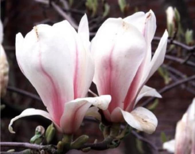 Japanese Saucer Magnolia Tree/tulip Tree Seeds...magnolia Etsy