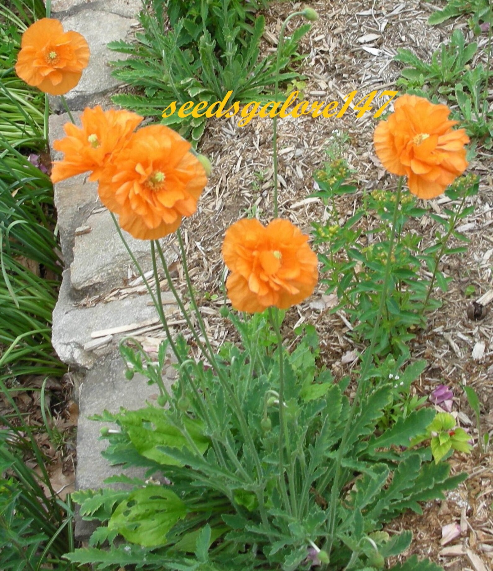 200 Spanish Poppy Tangerine Dream 200 Perennial Seeds Etsy