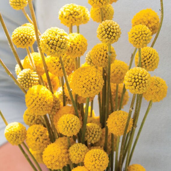 Craspedia Globosa Billy Buttons 25 Seeds Everlasting Etsy