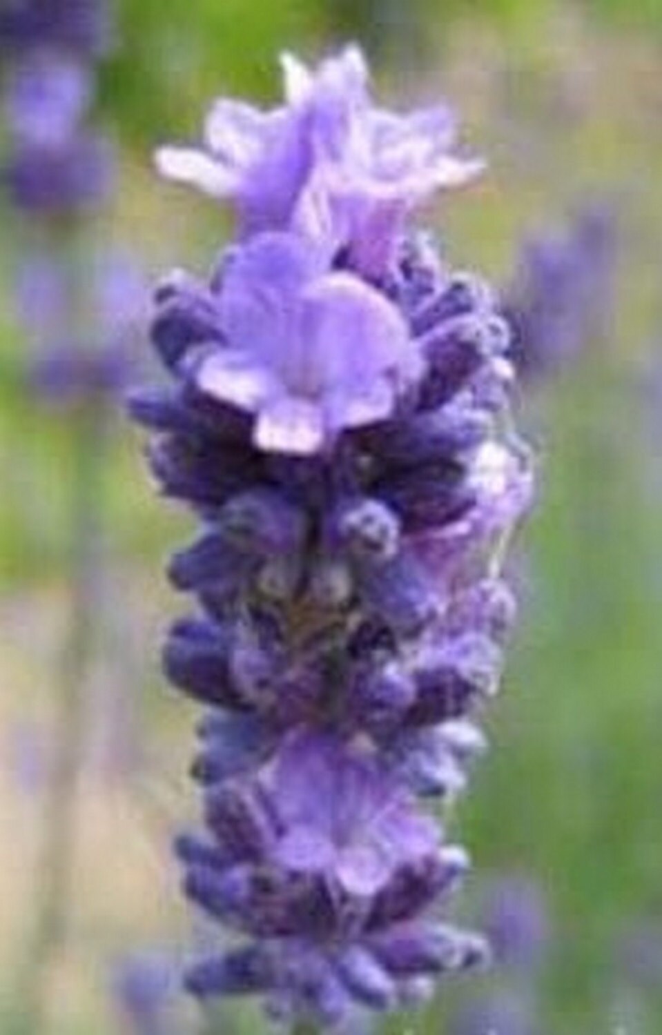 English Lavender Vera True 100 Seeds Perennial Heirloom Etsy UK