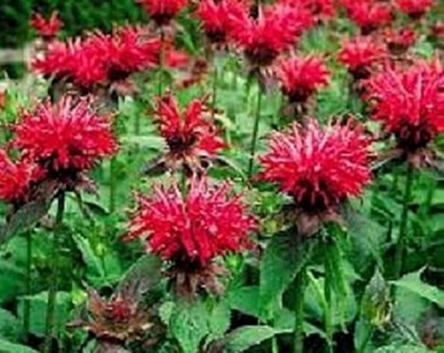 Monarda Bee Balm Red Shades Seeds Perennial Herb Deer Etsy Monarda Bee Balm Red Shades Seeds Perennial Herb Deer Etsy