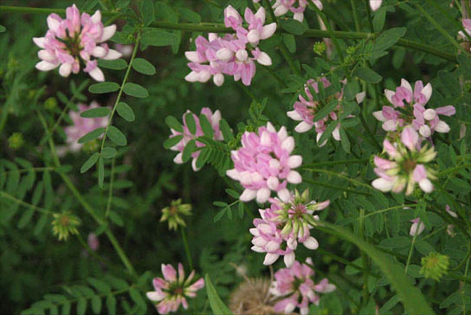 500 Crown Vetch Perennial Groundcover 500 Seeds | Etsy