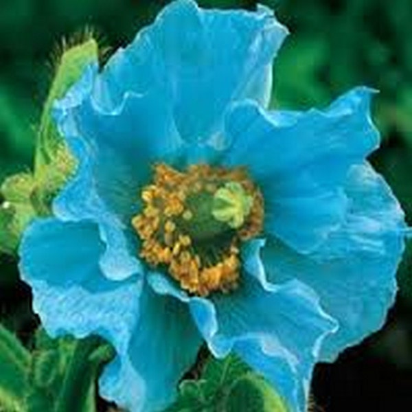 Poppy Himalayan blue * 15 Heirloom Seeds Perennial! .... Meconopsis betonicifolia