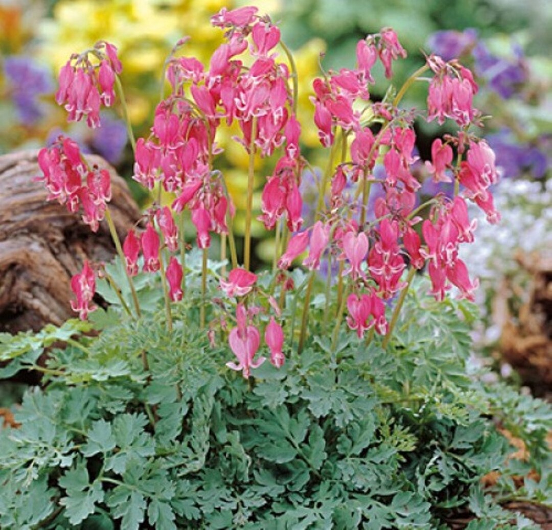 Fringed Bleeding Heart Seeds Shade Deer Resistant Etsy