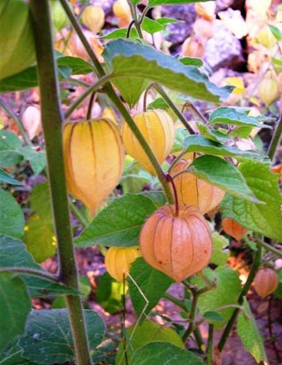 Cape Gooseberry golden Berry 20 Seeds Edible Etsy
