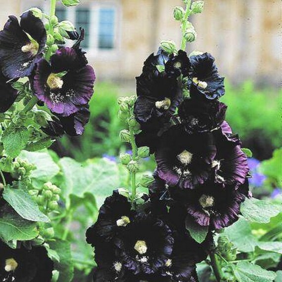Nigra Heirloom Hollyhock Perennial -25 Seeds