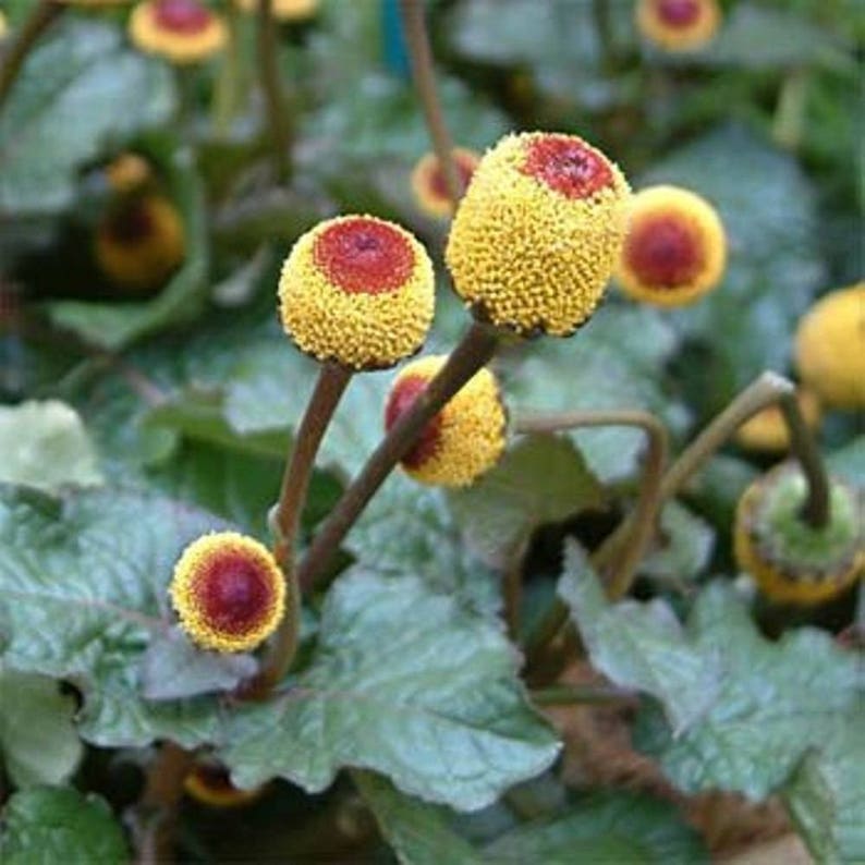 Toothache Plant / Eyeball Plant 50 Seeds Annual/Perennial Etsy