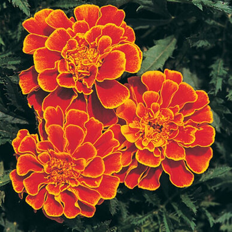 French Marigold Queen Sophia 25 Seeds Edible 1012 Etsy