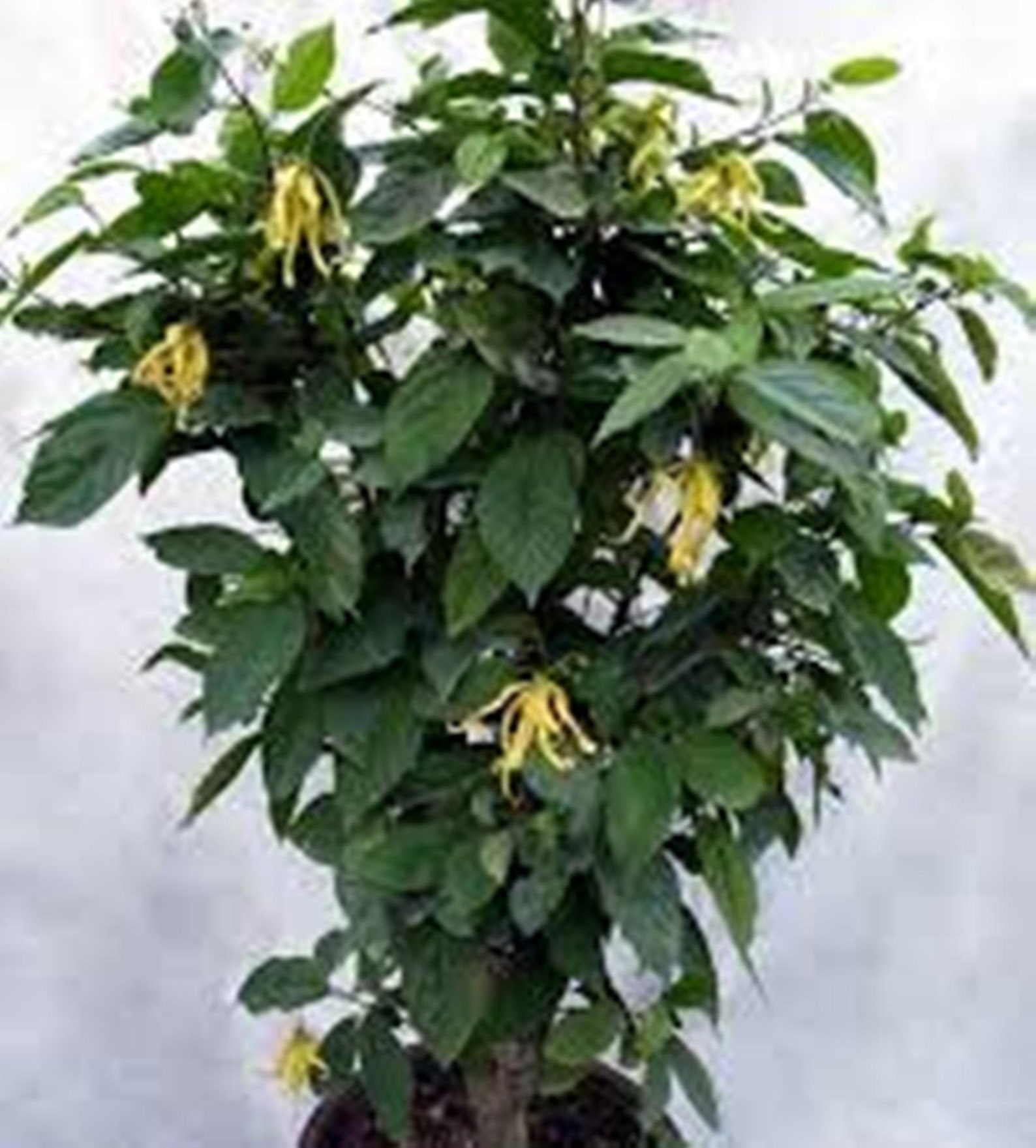 Ylang Ylang Tree Perfume Tree Seeds Fragrant Makes A Etsy