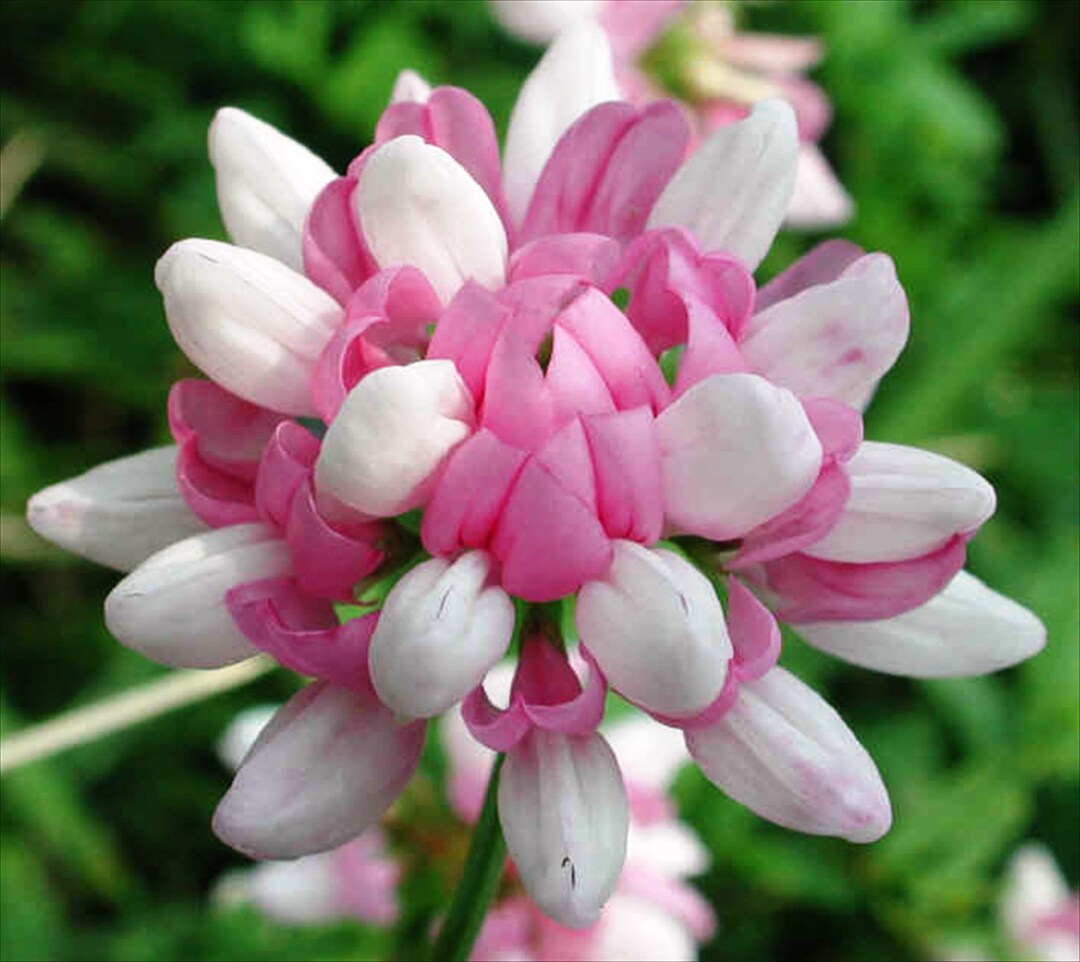 500 Crown Vetch Perennial Groundcover 500 Seeds - Etsy