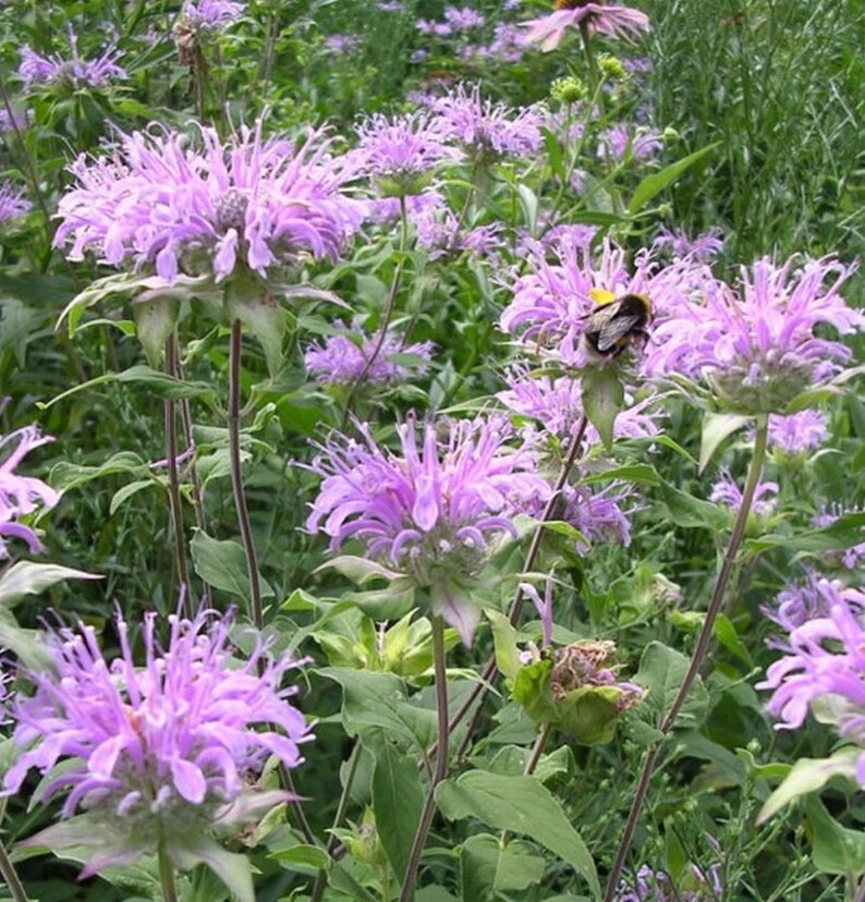 Mint Leaf Bee Balm Herb 25 Seeds Deer Resistant Perennial Mint Leaf Bee Balm Herb 25 Seeds Deer Resistant Perennial