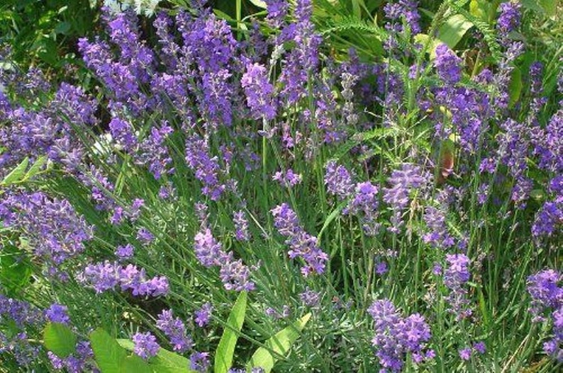 100 English Lavender Vera True 100 Seeds Perennial Etsy