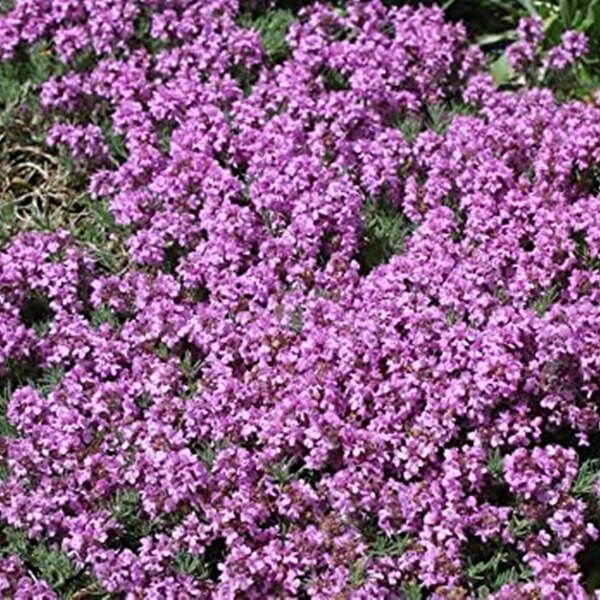 Wooly Thyme Seeds Etsy