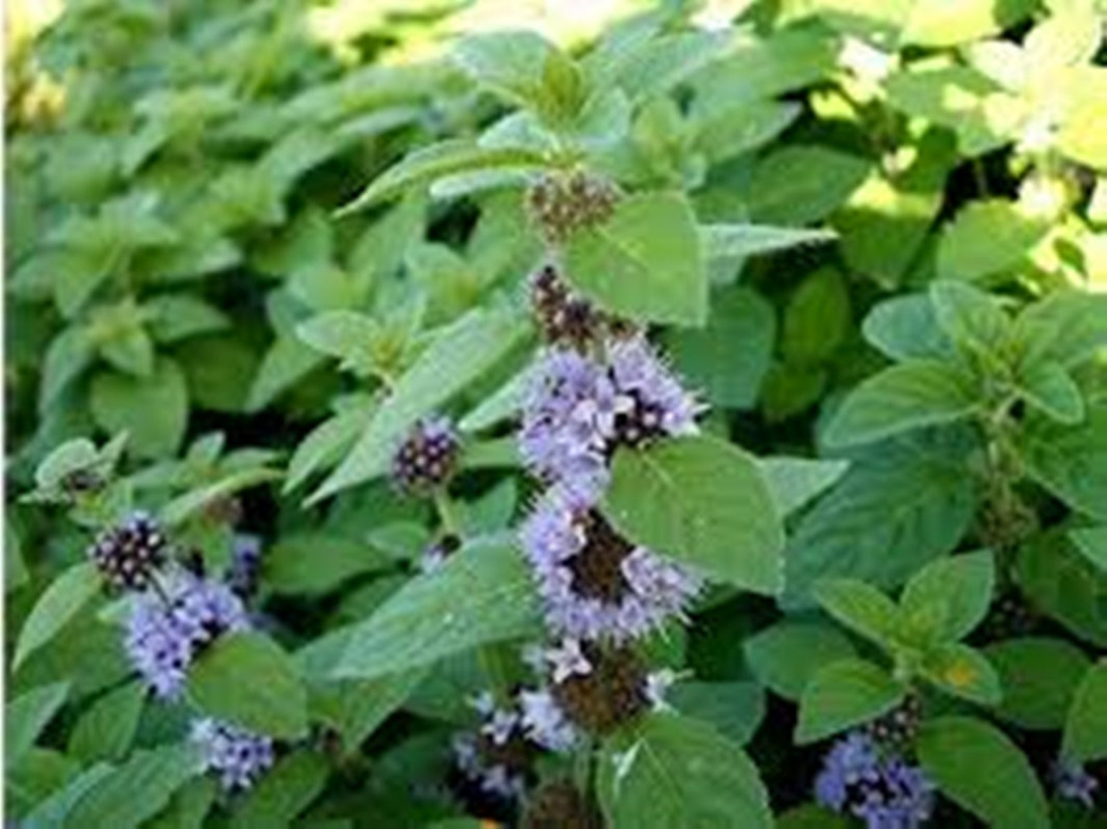 Pennyroyal 50 Seeds Perennial Heirloom Herb Keep Bugs Away Etsy